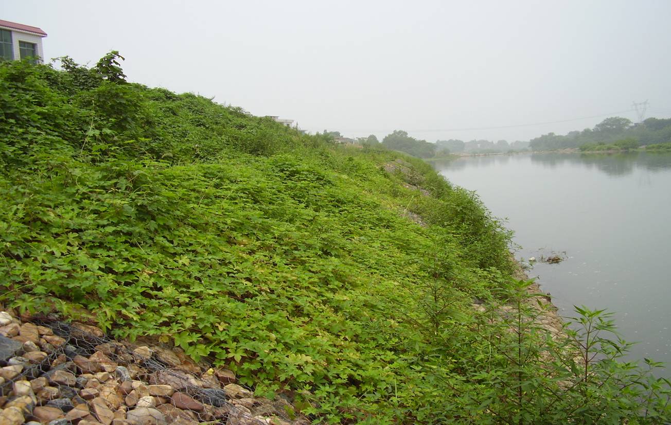 不同種類石籠網(wǎng)的不同特點(diǎn) 不同種類石籠網(wǎng)的不同特點(diǎn)